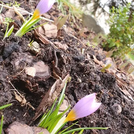 Gościnne Harnaś Kwatera prywatna Kudowa-Zdrój